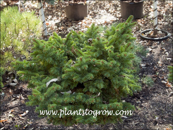 Mrs Cesarini Colrado Spruce
